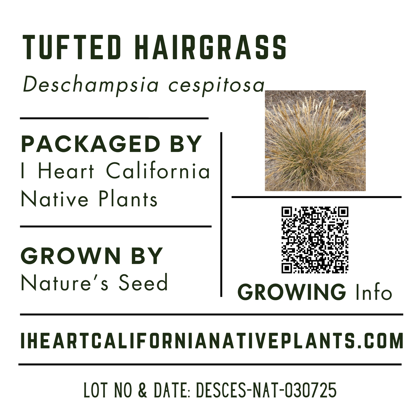 Tufted Hairgrass (Deschampsia cespitosa)
