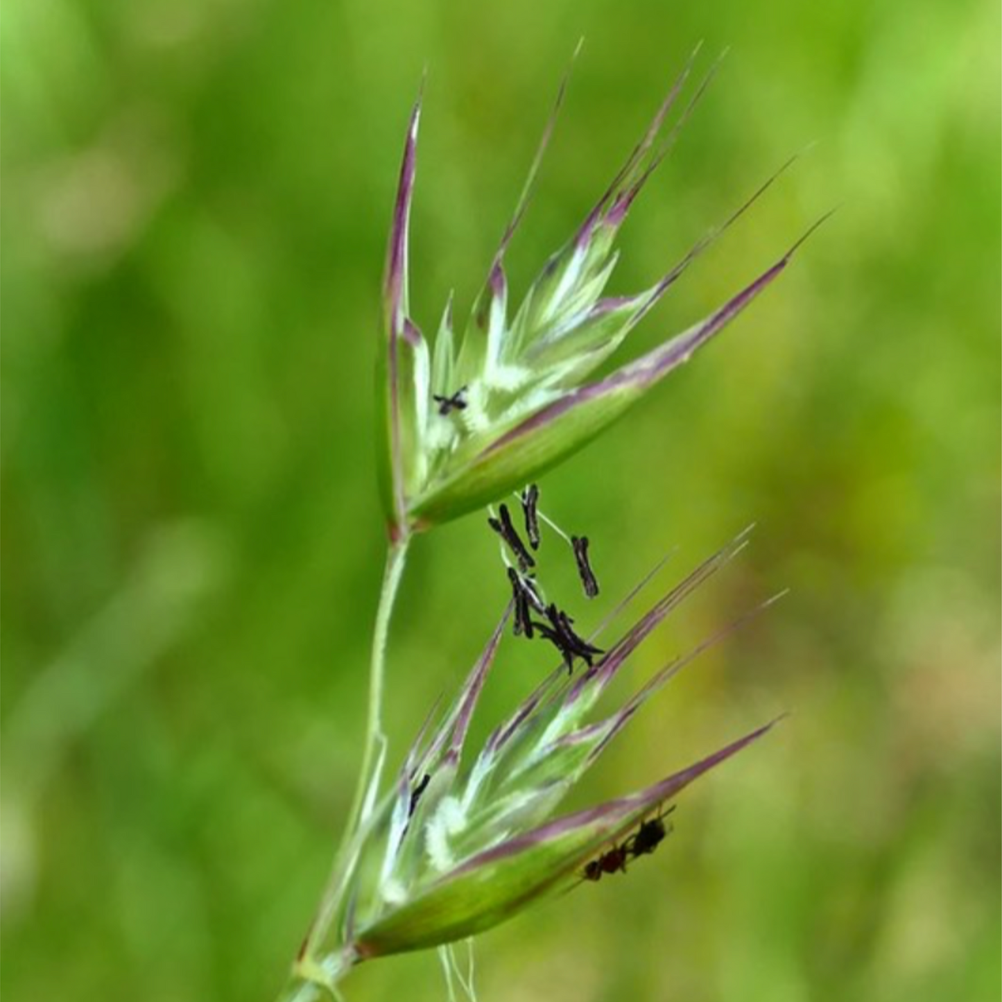 California Oatgrass (Danthonia californica)