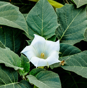 Sacred Datura (Datura wrightii)