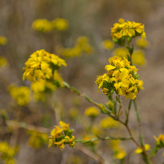 Clustered Tarweed (Deinandra fasciculata)