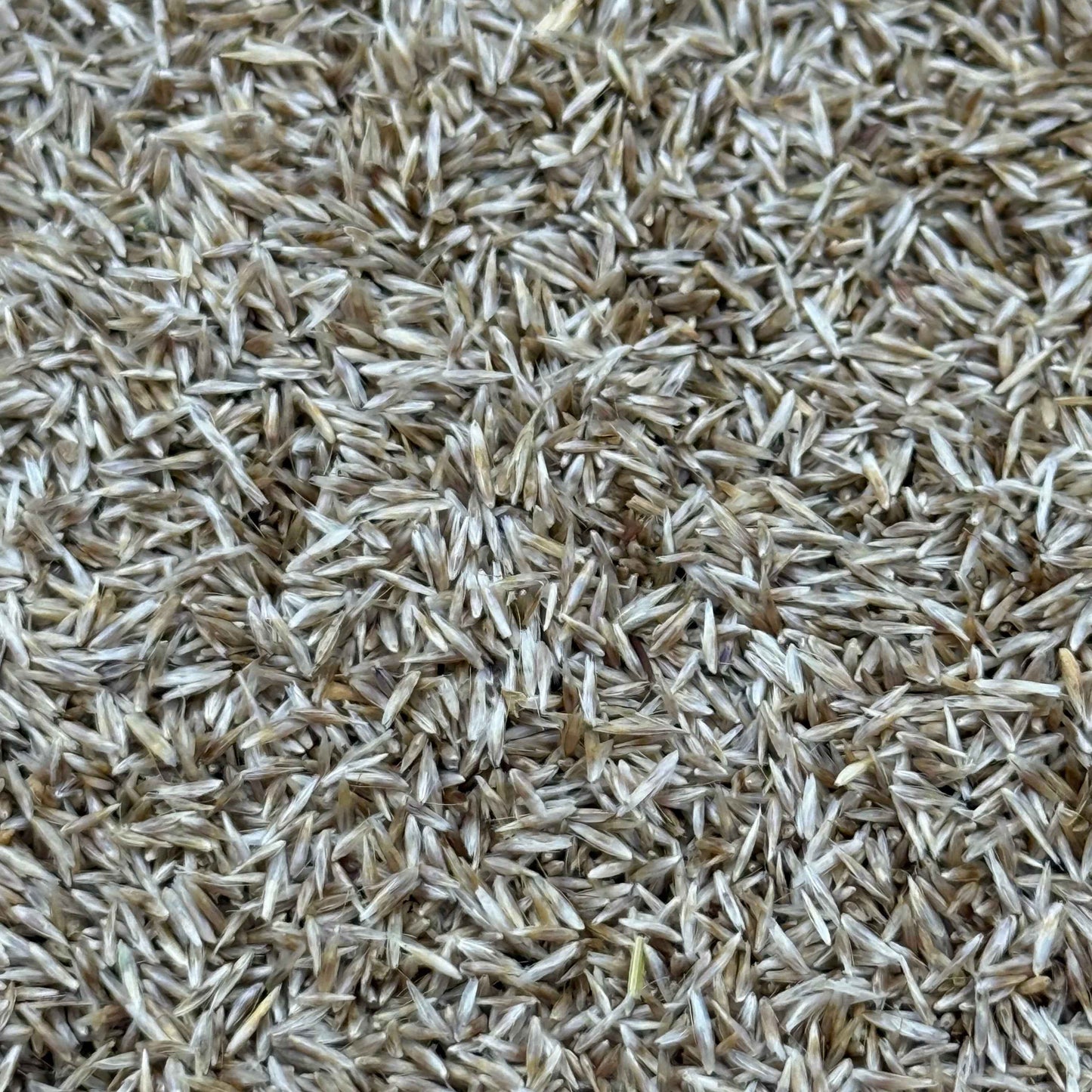 Deschampsia cespitosa - Tufted Hairgrass seed closeup