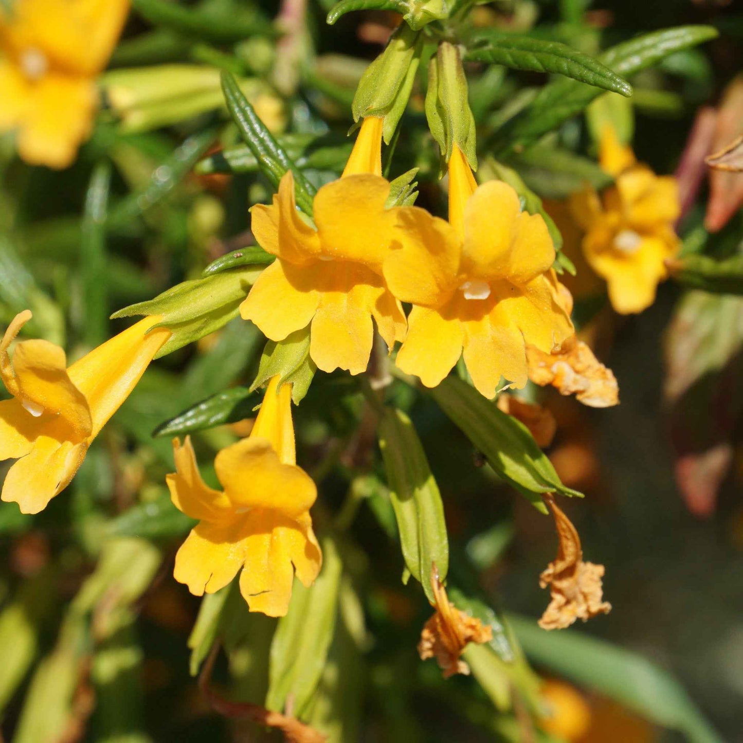 Diplacus aurantiacus - Sticky monkeyflower