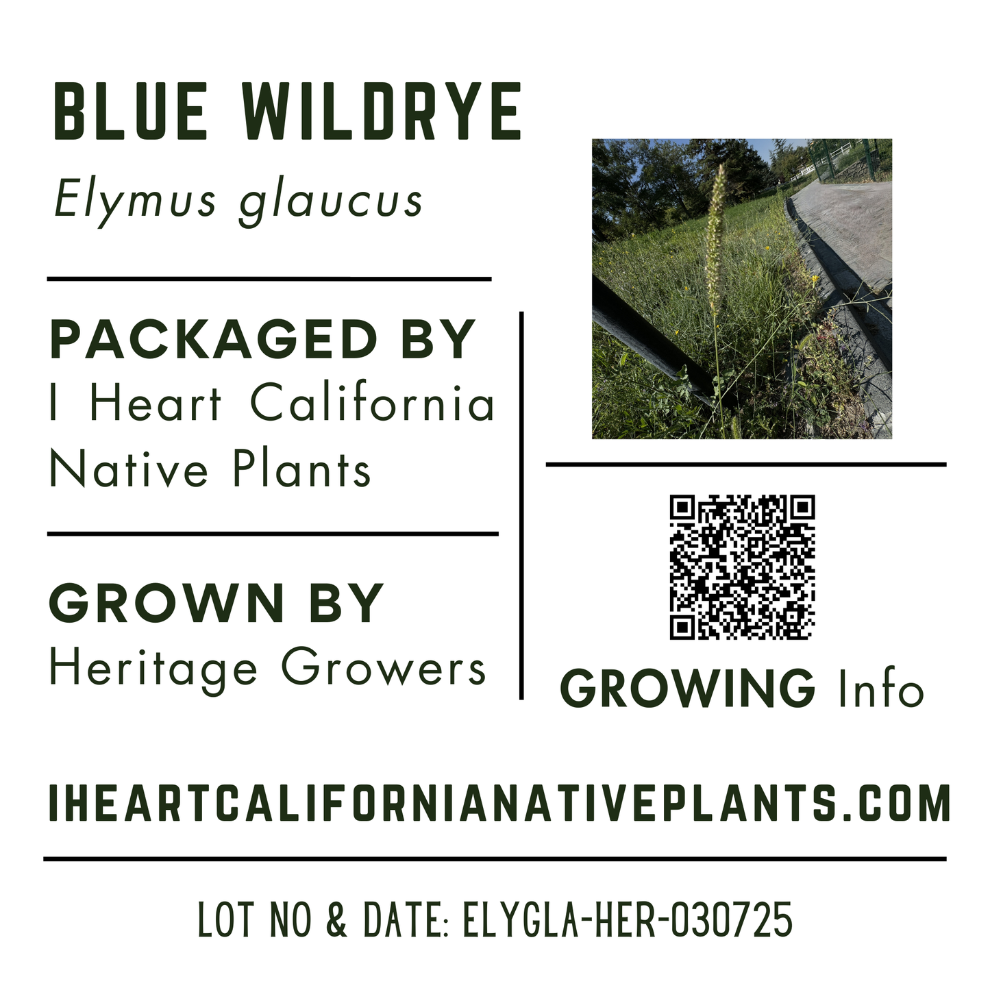 Blue Wildrye (Elymus glaucus)