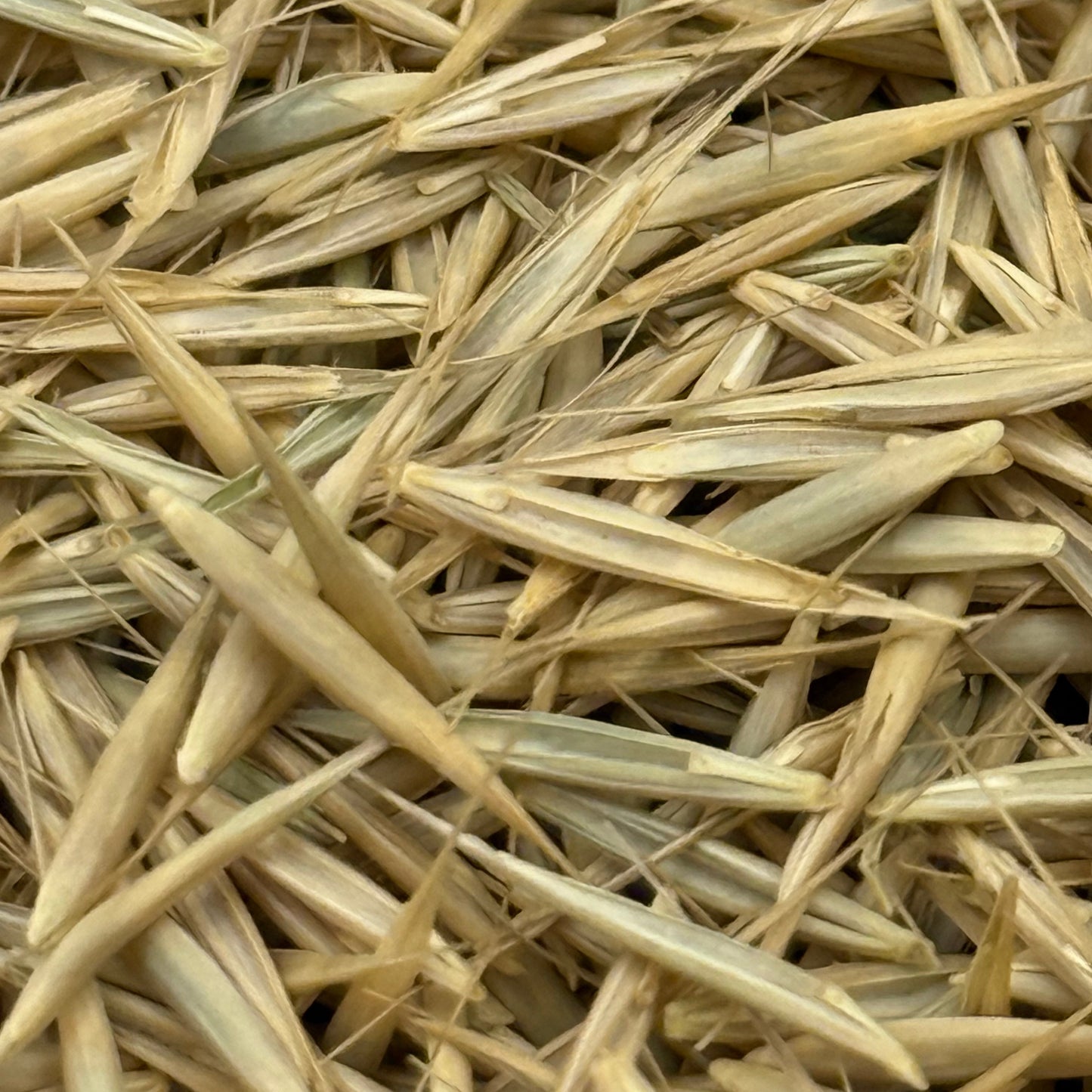 Elymus glaucus - Blue Wildrye