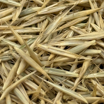 Elymus glaucus - Blue Wildrye