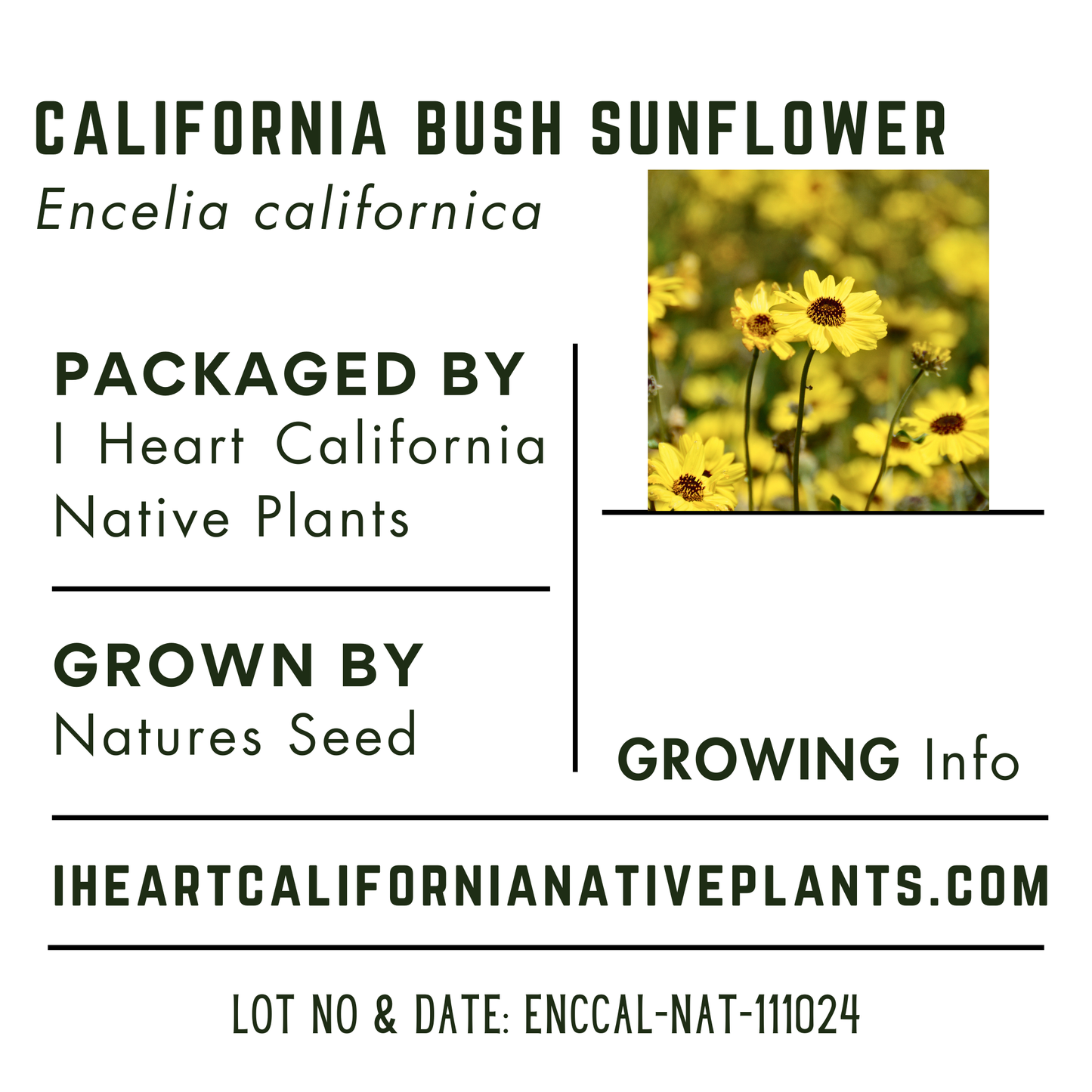 California Bush Sunflower (Encelia californica)