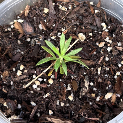 Eriogonum fasciculatum - California Buckwheat