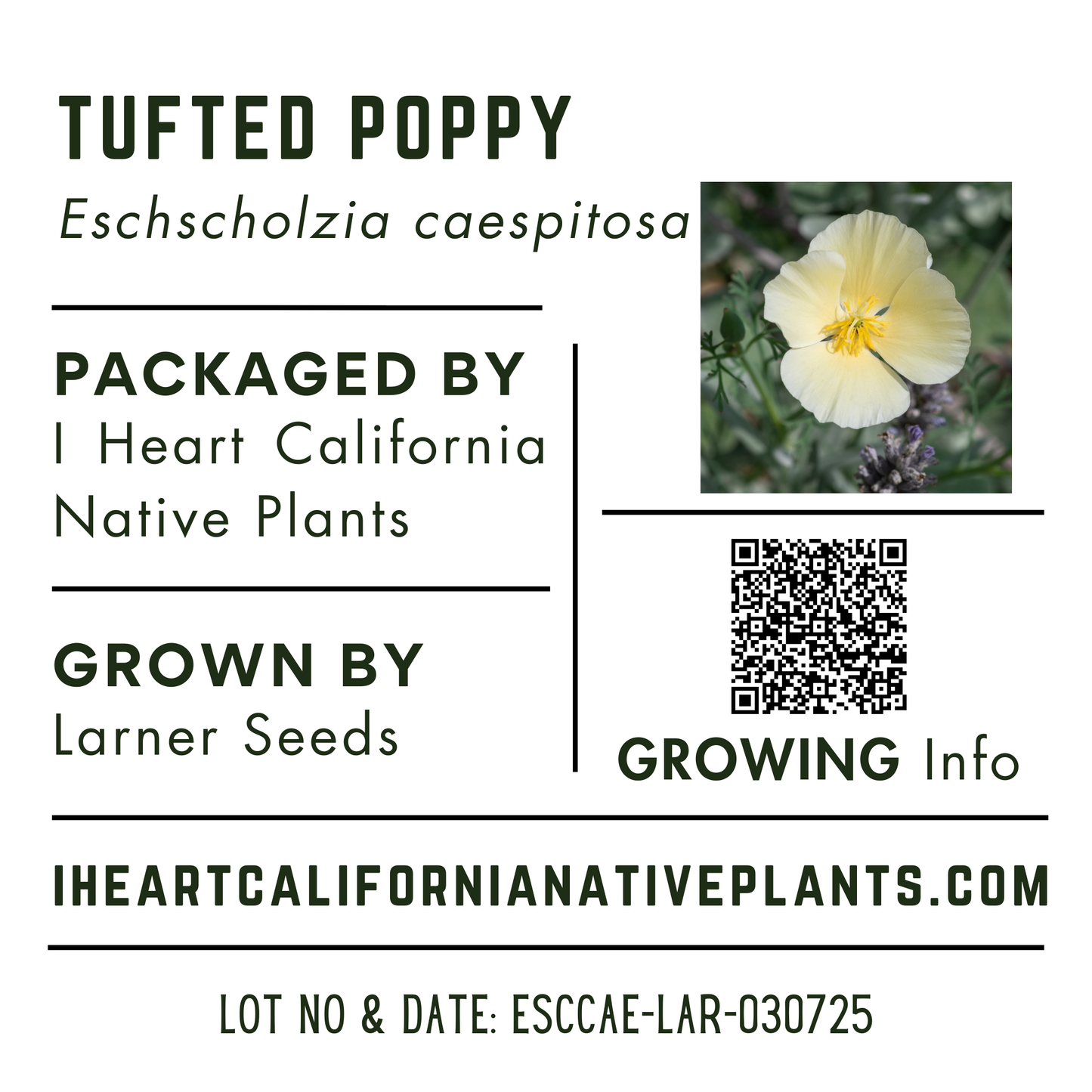 Tufted Poppy (Eschscholzia caespitosa)