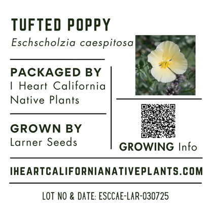 Tufted Poppy (Eschscholzia caespitosa)