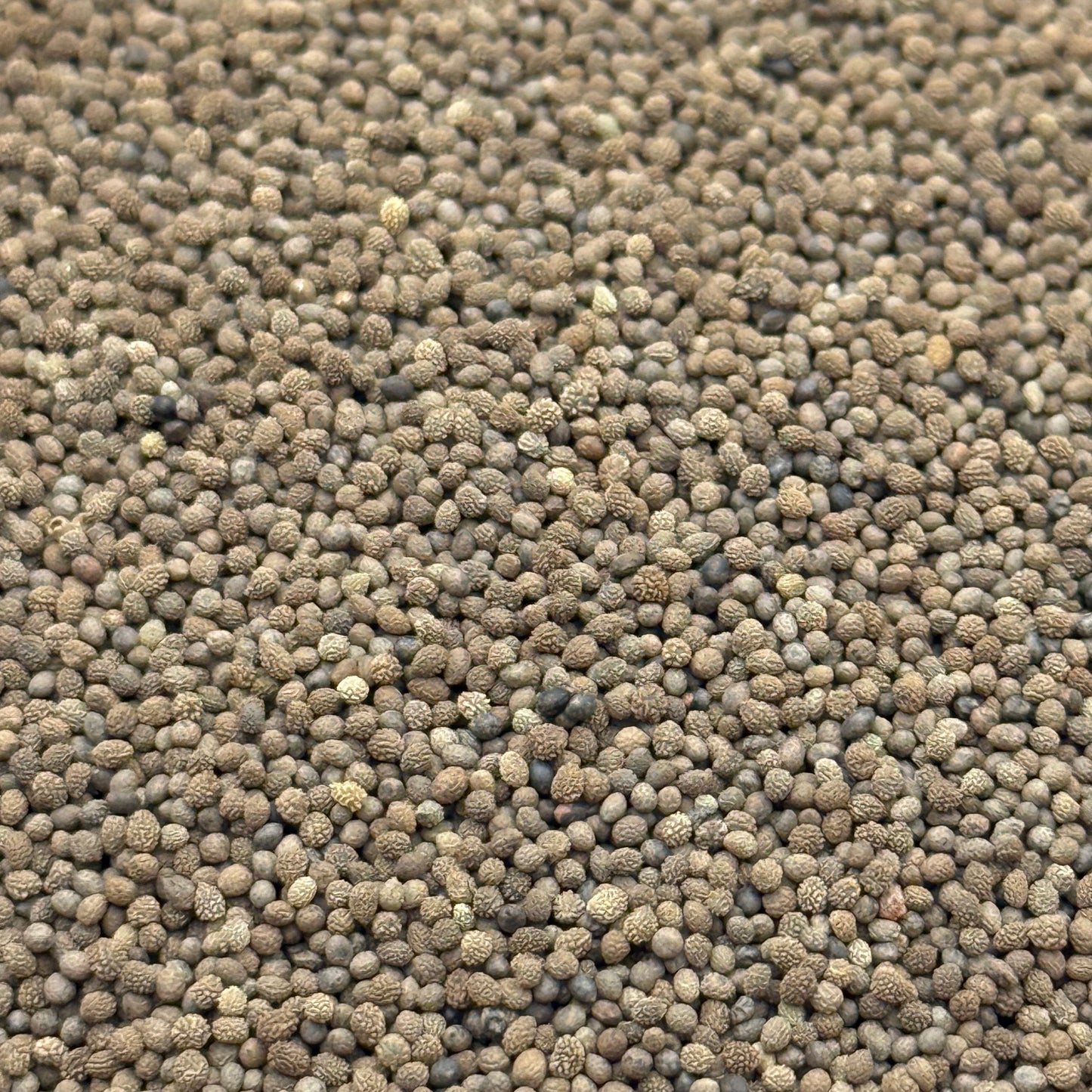 Eschscholzia caespitosa - Tufted Poppy