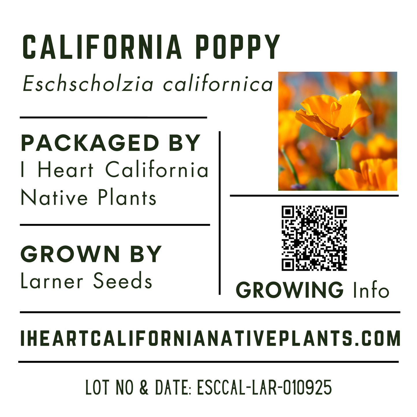 California Poppy (Eschscholzia californica)