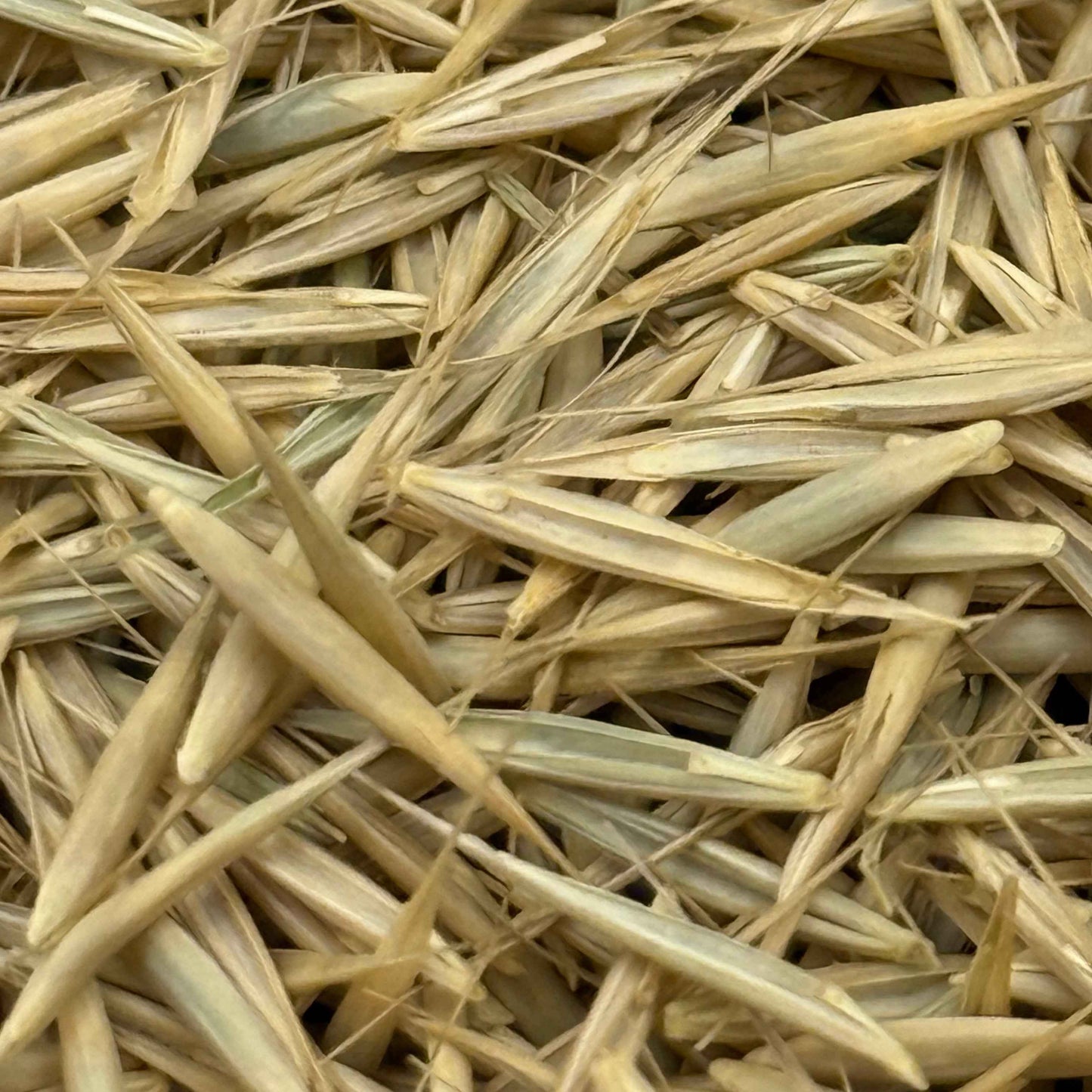 Elymus glaucus - Blue Wildrye seed closeup
