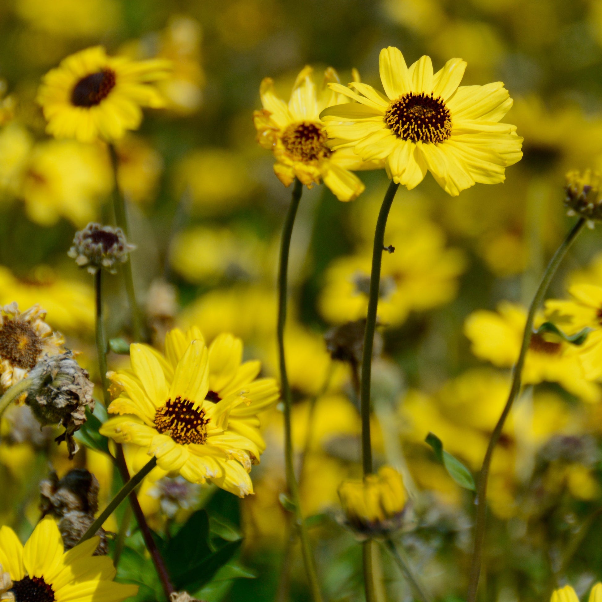 Encelia californica - California Bush Sunflower