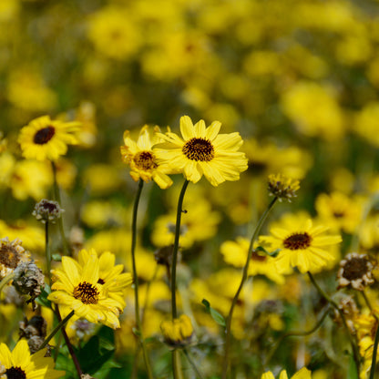 California Bush Sunflower (Encelia californica)