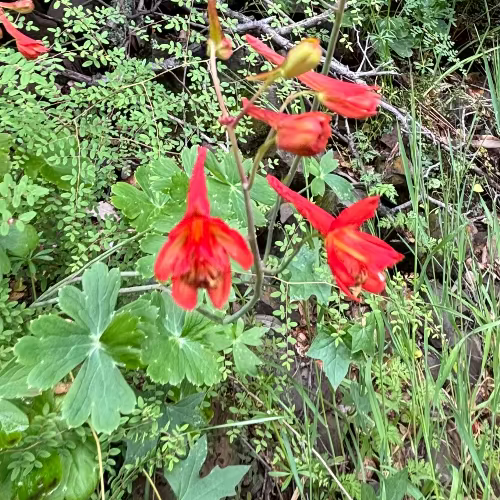 California Fushia (Epilobium canum)
