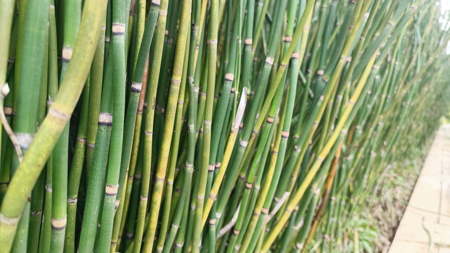 Smooth scouring-rush (Equisetum laevigatum)