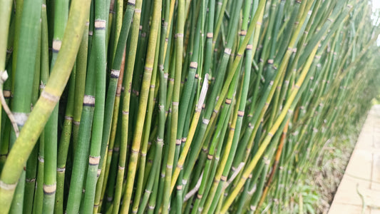 Smooth scouring-rush (Equisetum laevigatum)