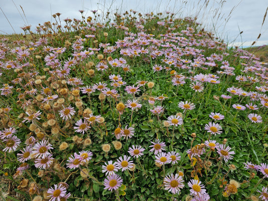 Seaside Daisy (Erigeron glaucus)