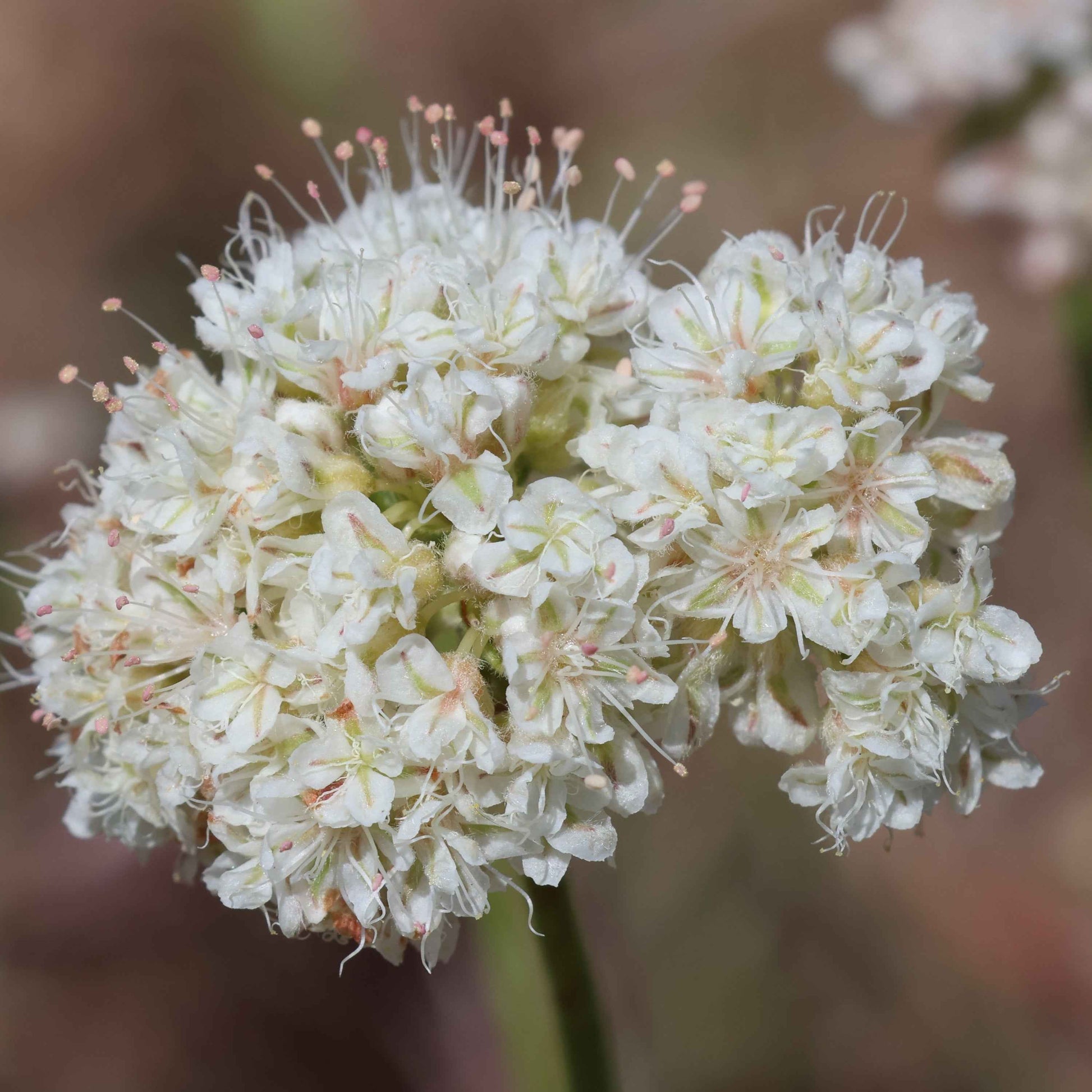 Eriogonum fasciculatum - California Buckwheat