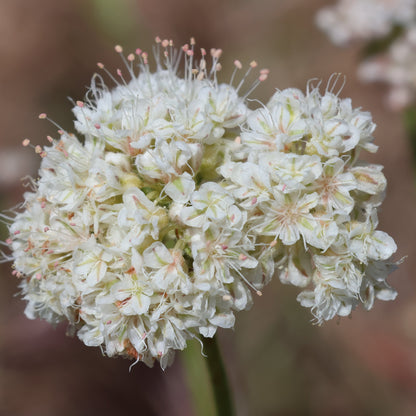 California Buckwheat (Eriogonum fasciculatum)