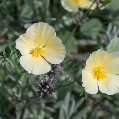 Eschscholzia caespitosa - Tufted Poppy