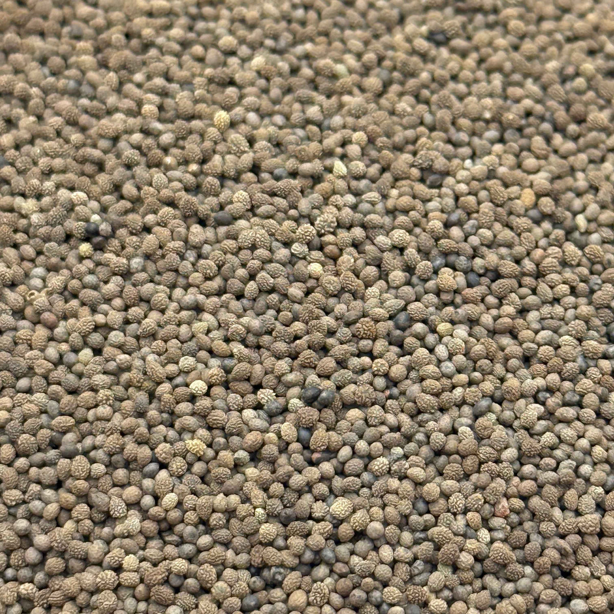 Eschscholzia caespitosa - Tufted Poppy seed closeup
