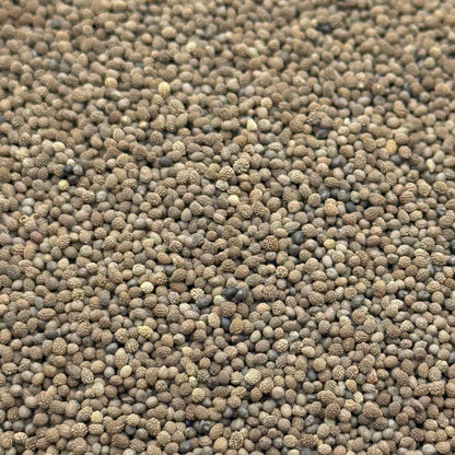 Eschscholzia caespitosa - Tufted Poppy seed closeup