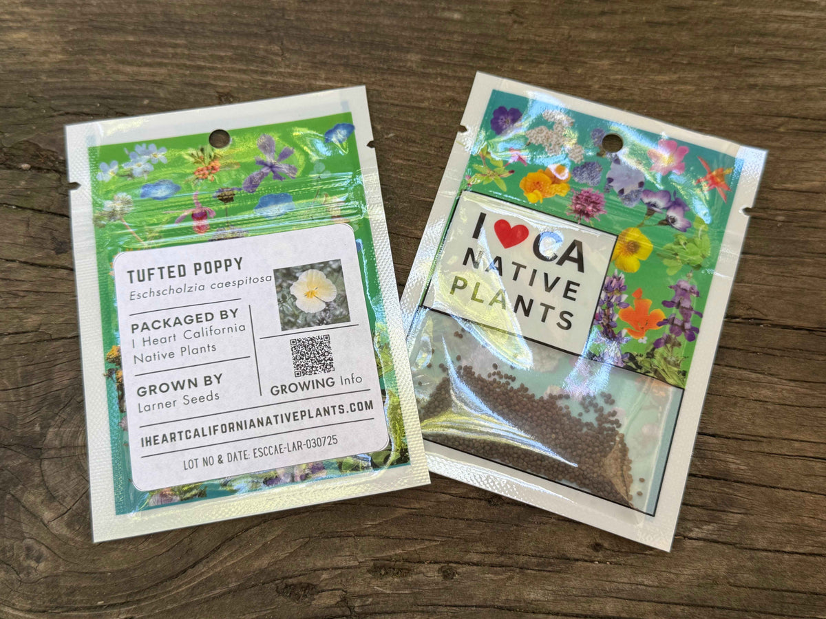 Eschscholzia caespitosa - Tufted Poppy seed packets
