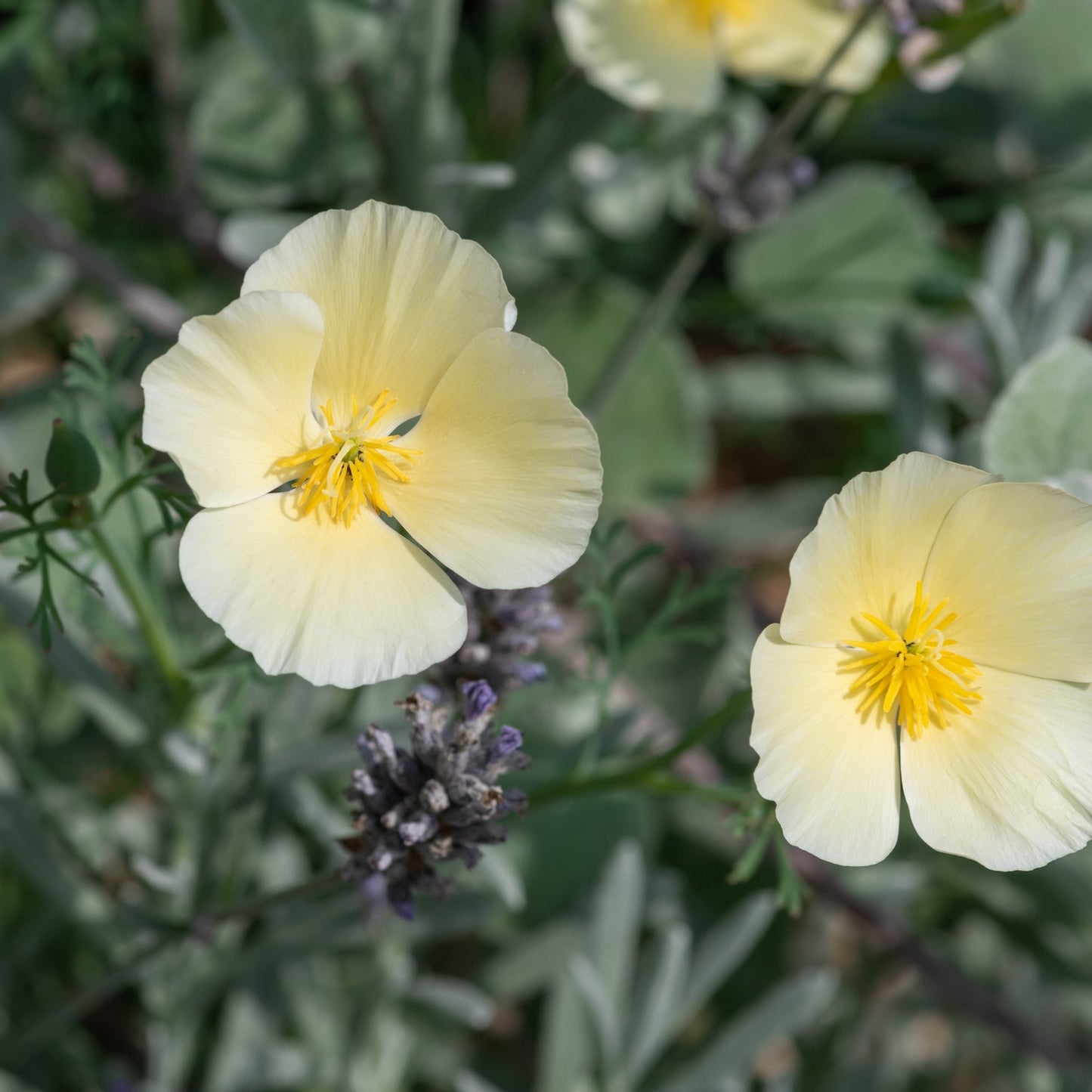 Tufted Poppy (Eschscholzia caespitosa)