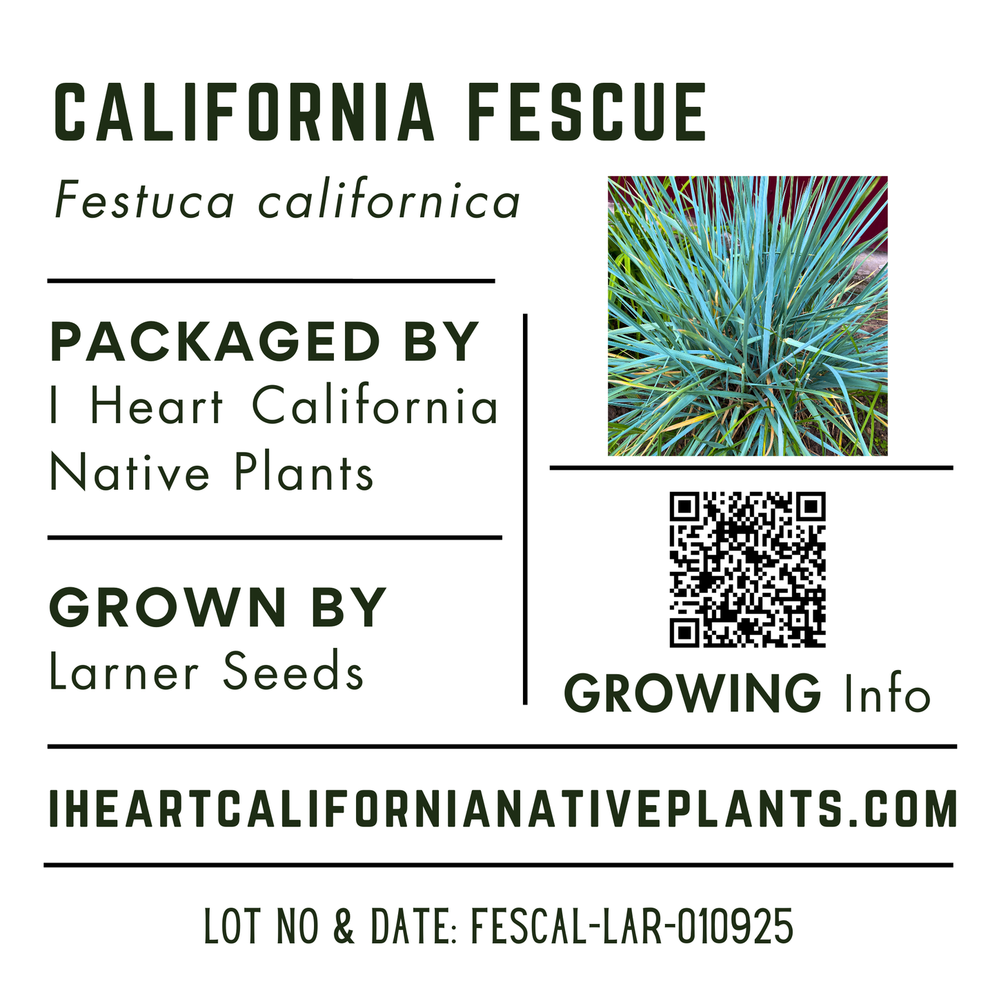 California Fescue (Festuca californica)