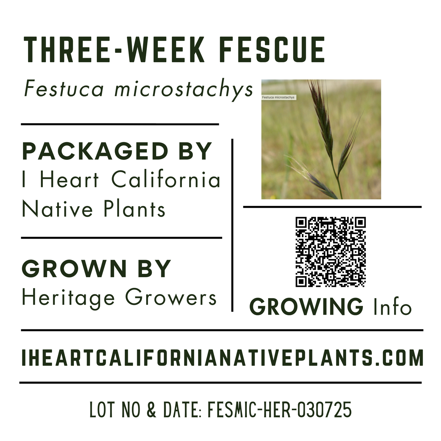 Three-week Fescue (Festuca microstachys)