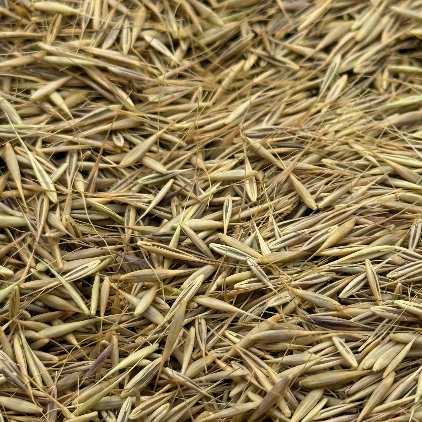 Festuca microstachys - Three-week Fescue