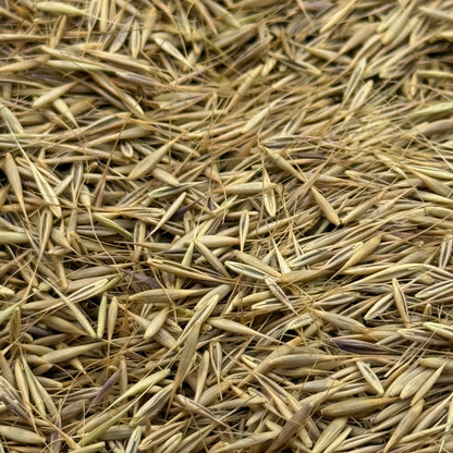 Festuca microstachys - Three-week Fescue