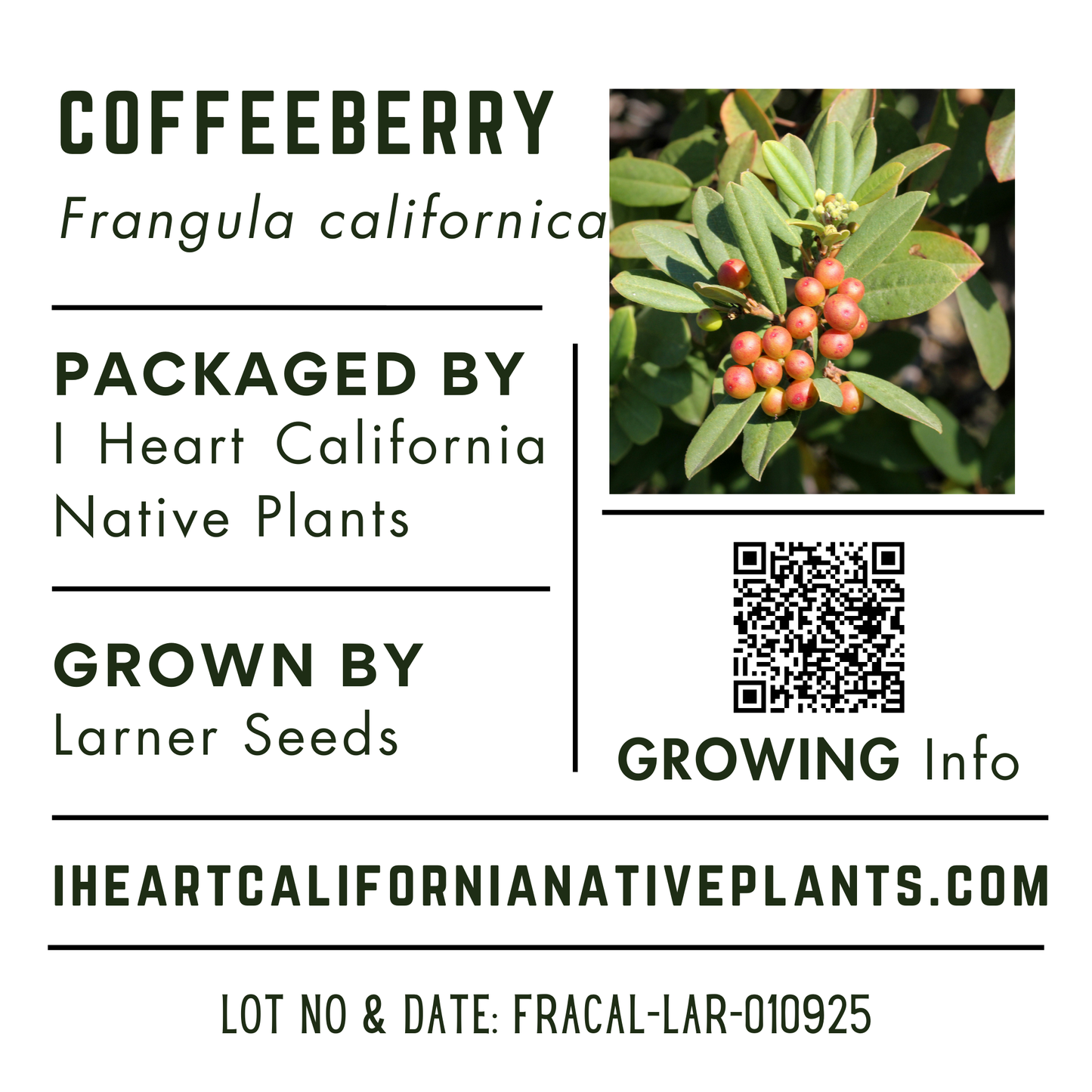 Coffeeberry (Frangula californica)
