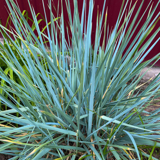 Festuca californica - California Fescue