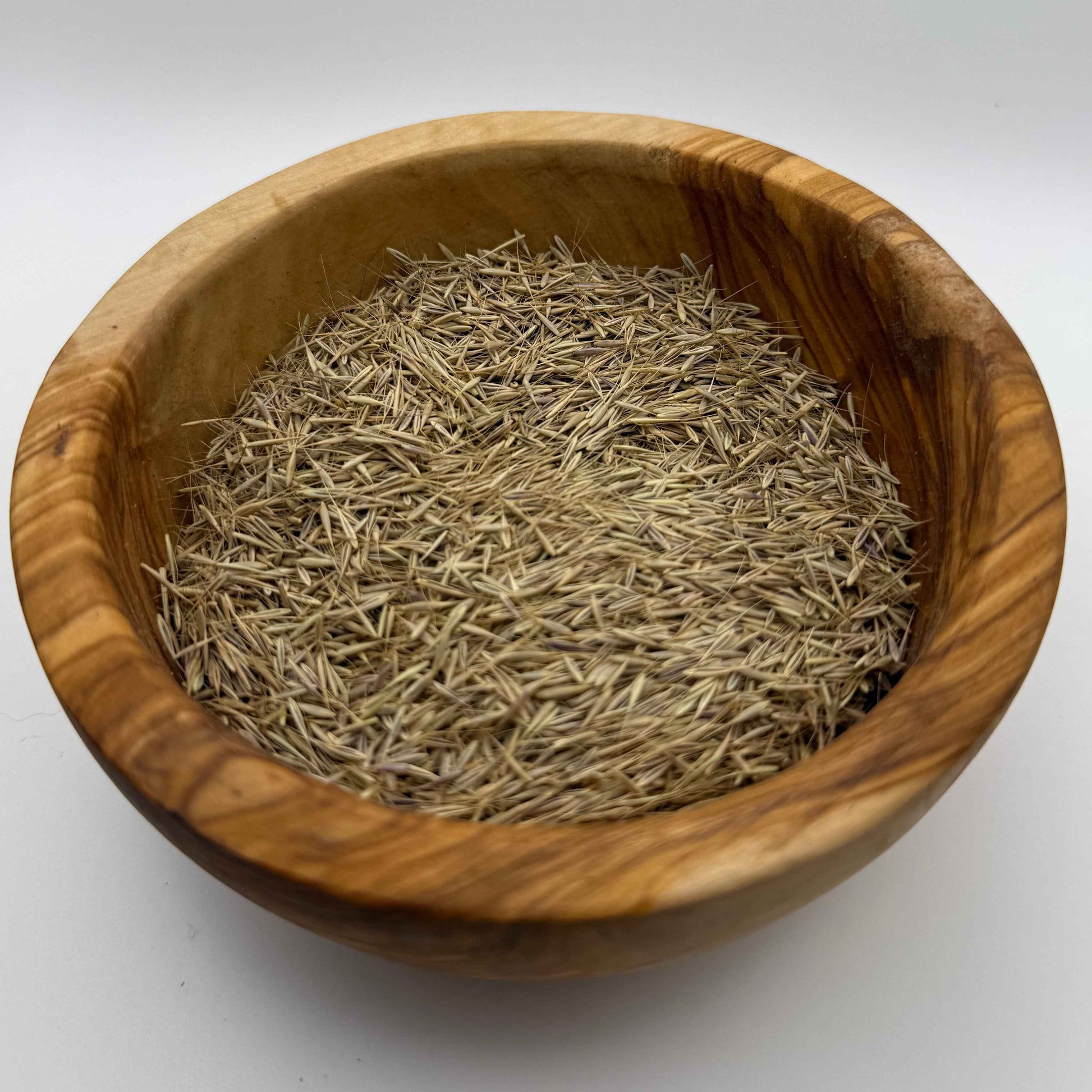 Festuca microstachys - Three-week Fescue seed closeup