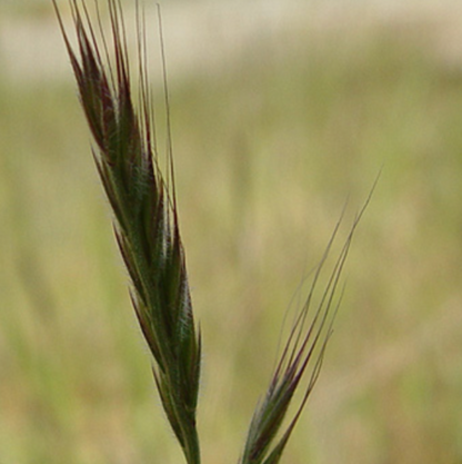 Three-week Fescue (Festuca microstachys)