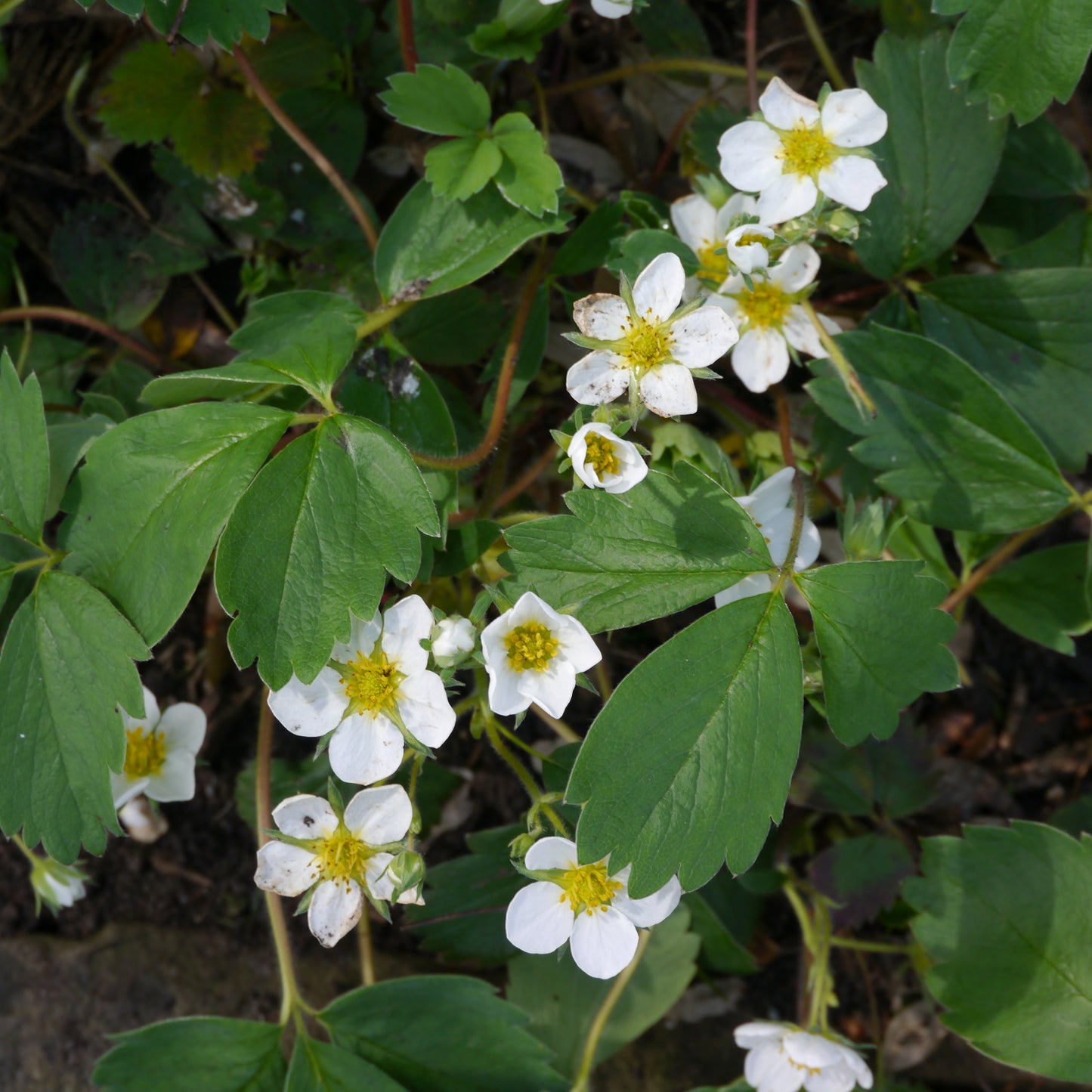 Beach Strawberry (Fragaria chiloensis)