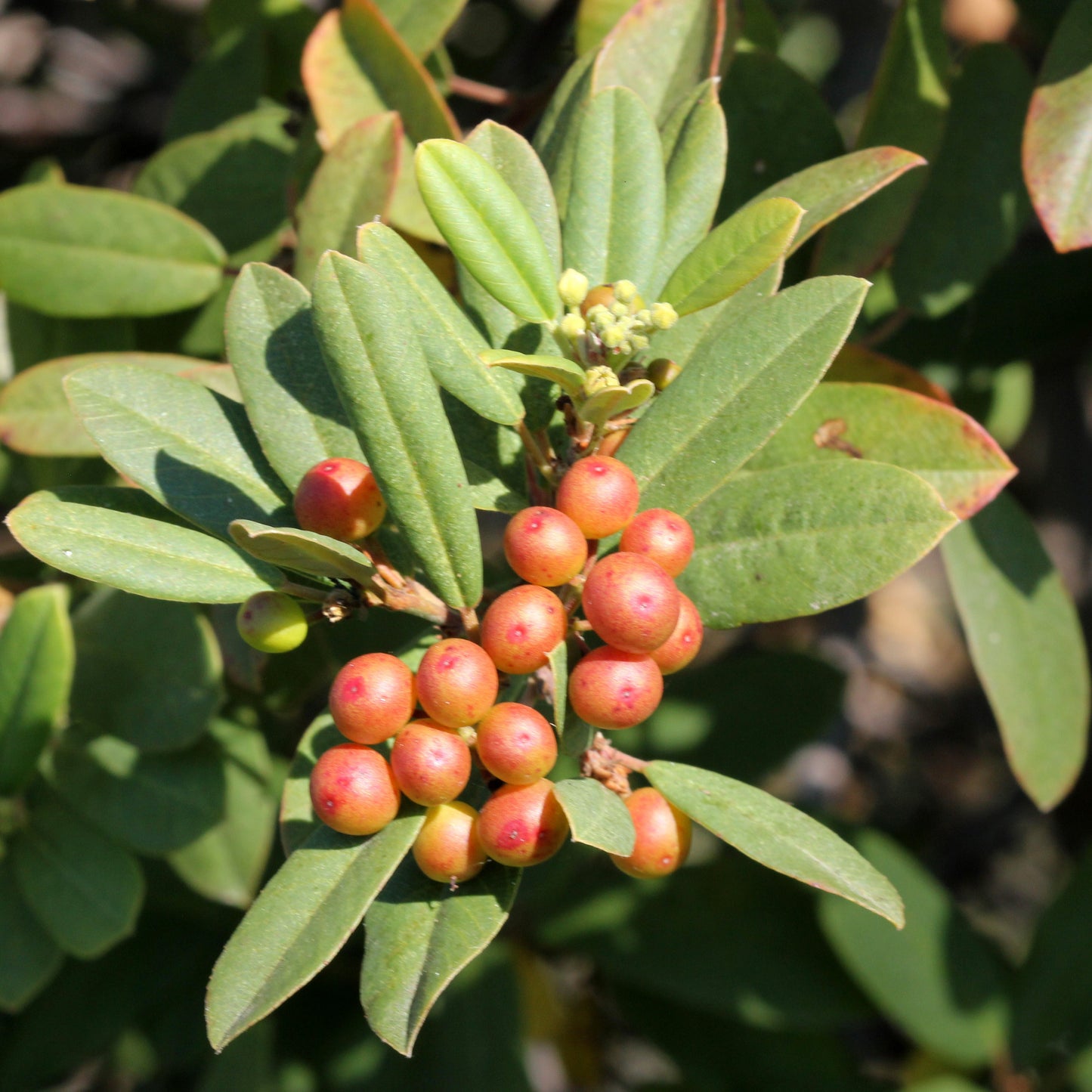 Coffeeberry (Frangula californica)