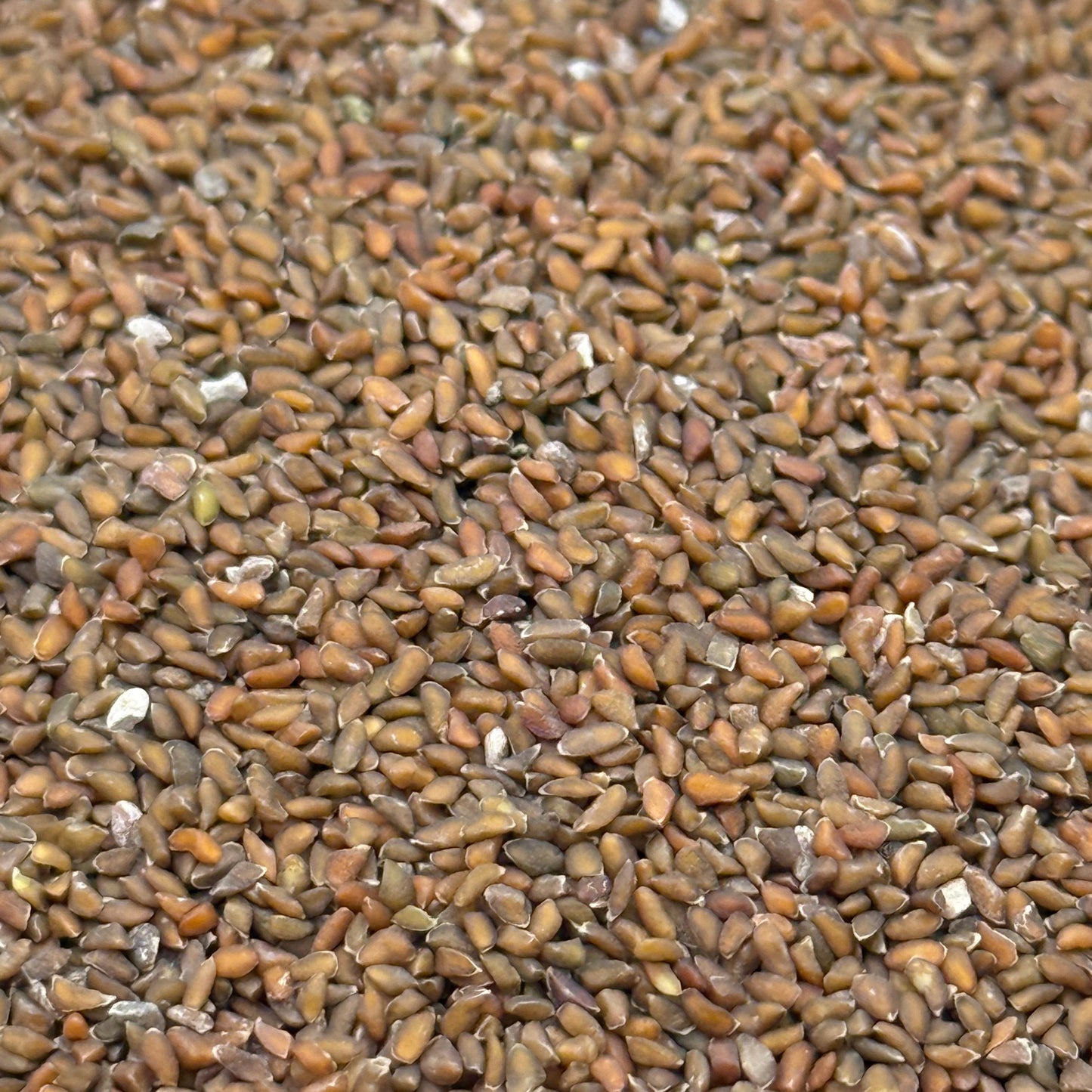 Gilia capitata - Globe Gilia