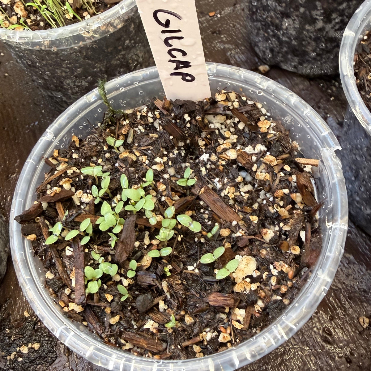 Gilia capitata - Globe Gilia
