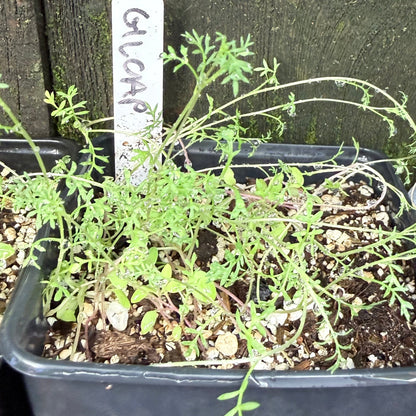 Gilia capitata - Globe Gilia