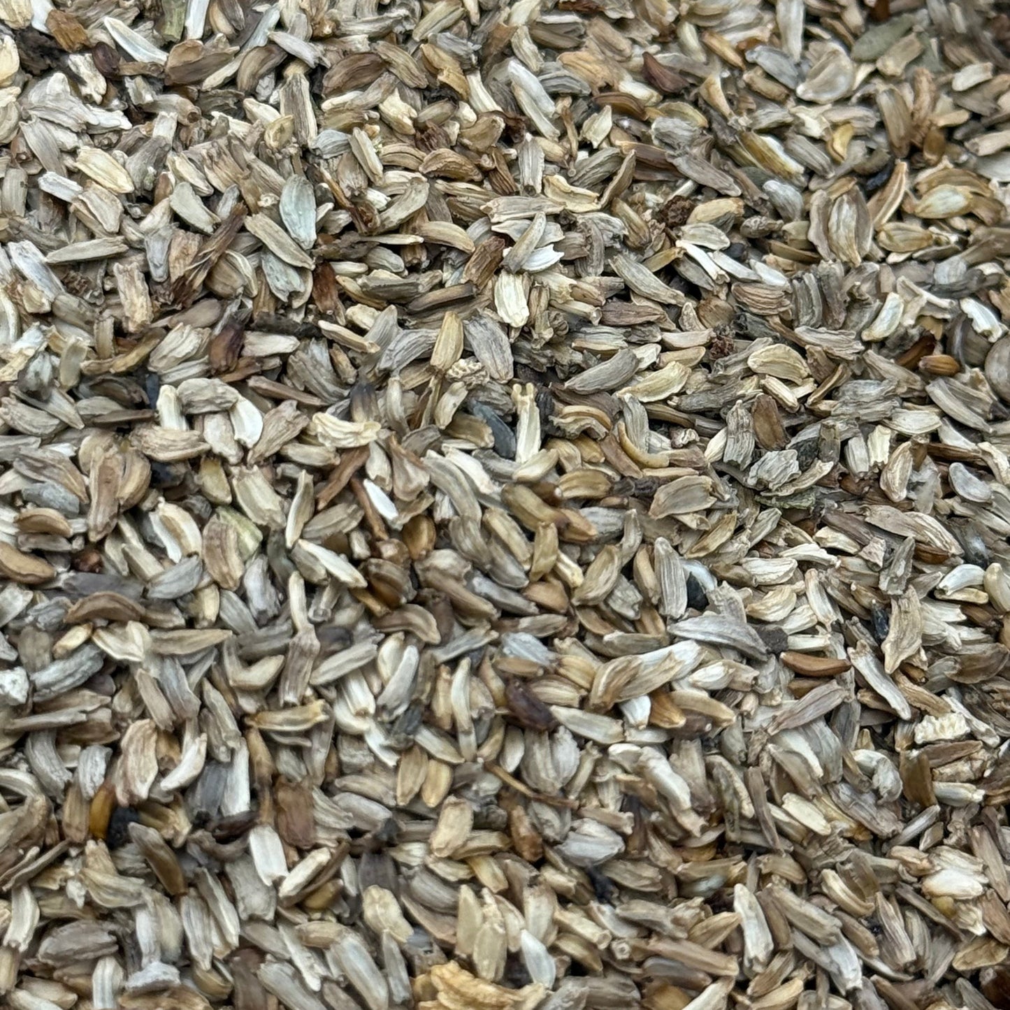 Grindelia stricta - Coastal Gum Plant