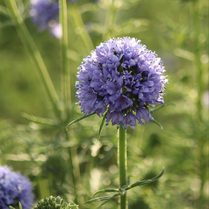 Gilia capitata - Globe Gilia