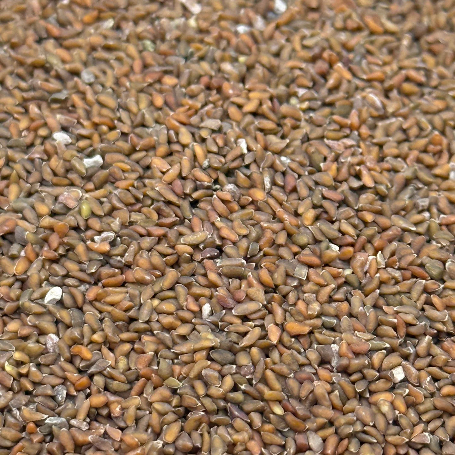Gilia capitata - Globe Gilia seed closeup
