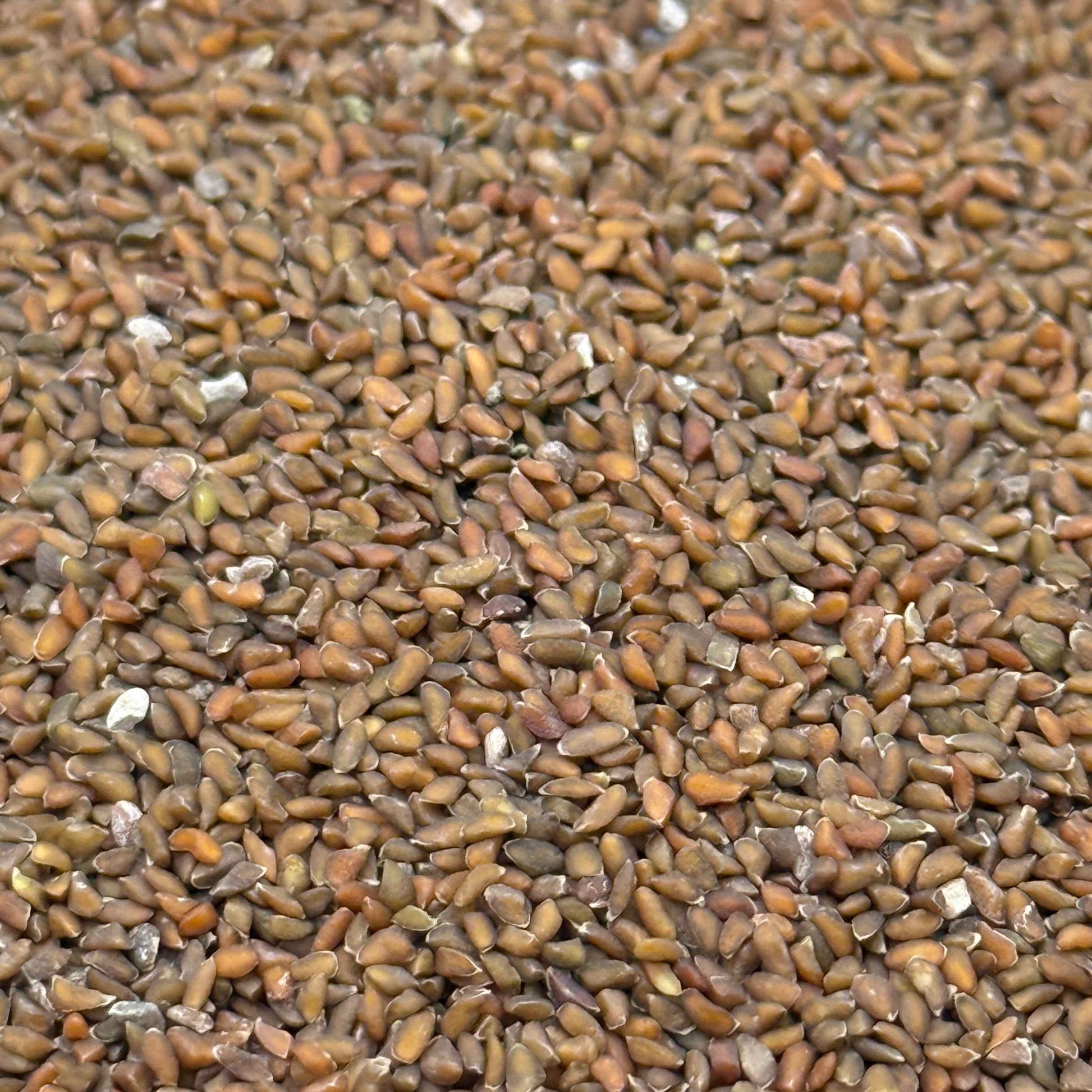 Gilia capitata - Globe Gilia seed closeup