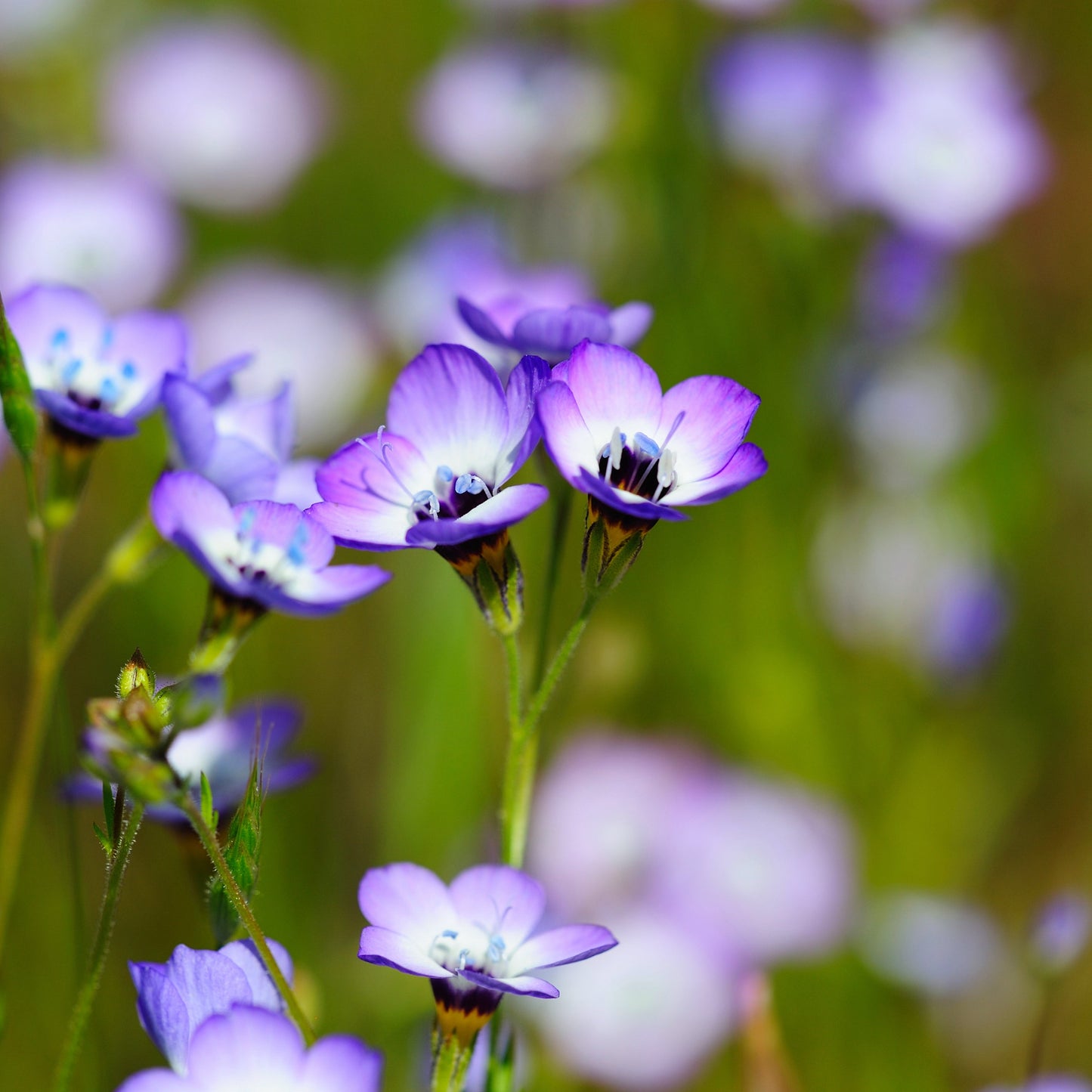 Gilia tricolor - Bird's Eye Gilia
