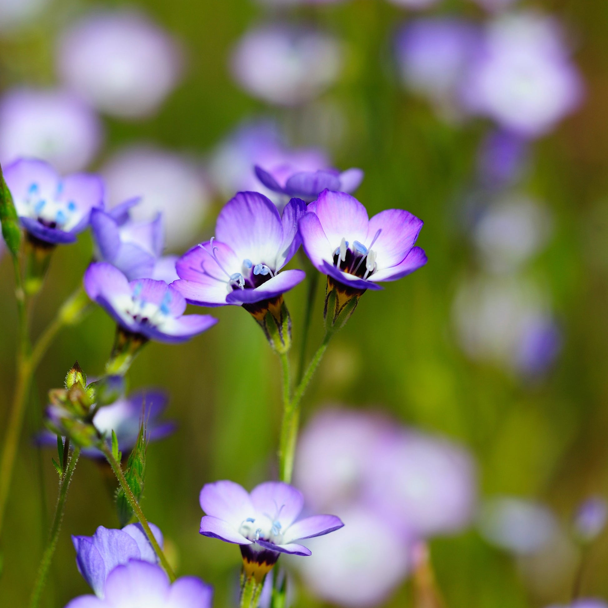 Gilia tricolor - Bird's Eye Gilia