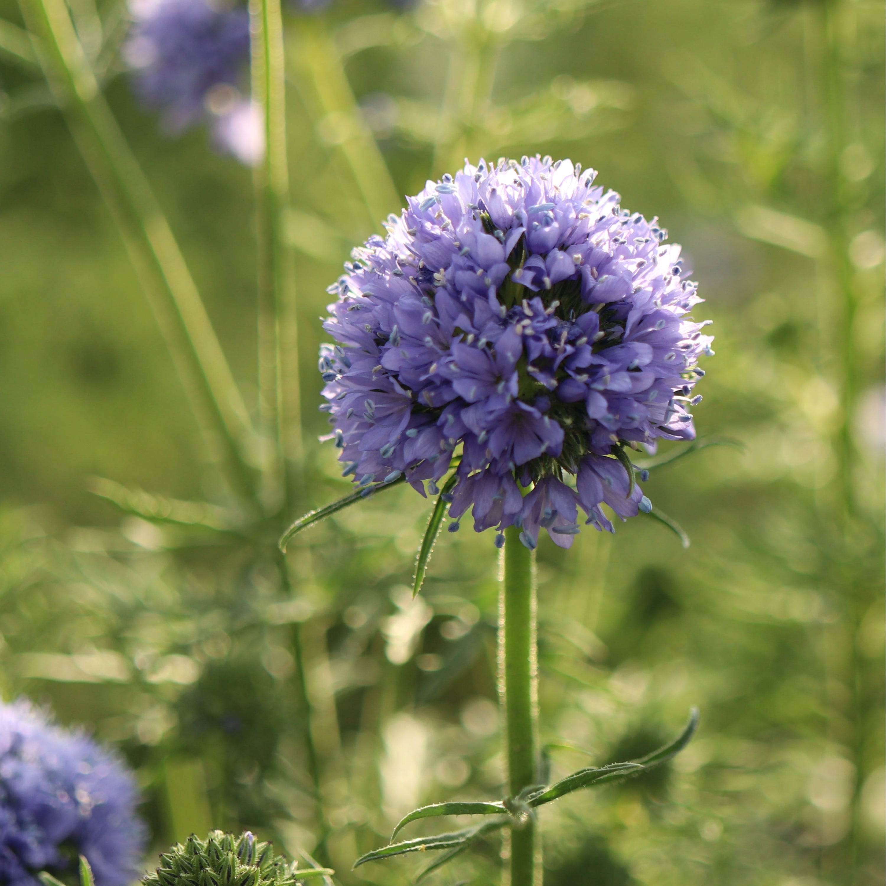 sabbatical⭐︎GILIA Gilia capitata - Globe Gilia – I Heart California Native Plants