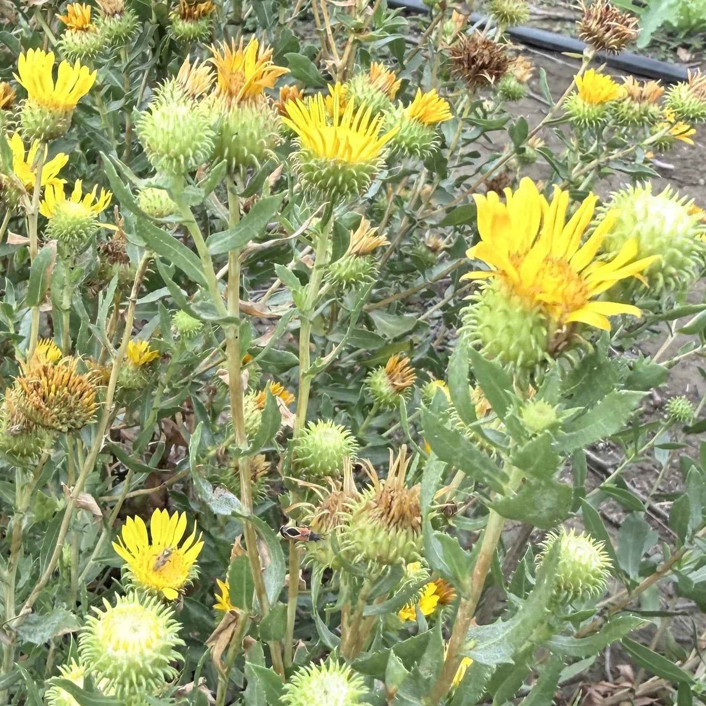 Grindelia stricta - Coastal Gum Plant